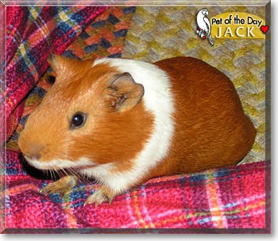 Jack, the Pet of the Day Jack, the Pet of the Day