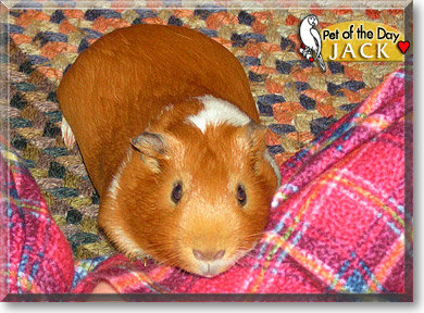Jack, the Pet of the Day