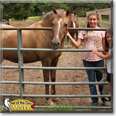 Misty, the Pet of the Day Misty, the Pet of the Day