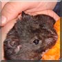 Snickers the Panda Bear Hamster