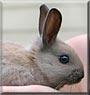 Rosy the Dwarf Rabbit