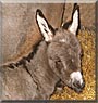 Rufus the Miniature Donkey