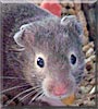 Boots the Syrian Hamster