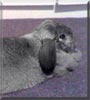 Gwen the Lop Rabbit