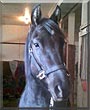 Timex the Morgan Horse