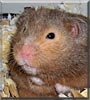 Peppy the Teddy Bear Hamster
