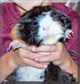 Mikey the Guinea Pig