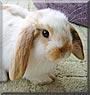 Pancake the Miniature Lop Rabbit