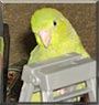 SweetPea the Pacific Parrotlet