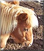 Cinnamon the Shetland pony