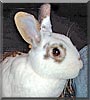 Tilly the English Spot Rabbit