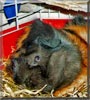 Brownie the Abyssinian Guinea Pig