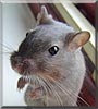 Obsidian the Mongolian Gerbil