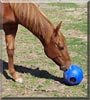 Montana the Quarter Horse