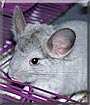 Huffin the Silver Chinchilla