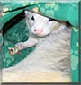 Marvin the Silver Ferret