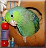 Bubba the Pacific Parrotlet