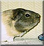Nicholas the Guinea Pig