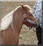 Miracle the Miniature Horses