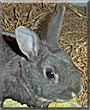Wiggs the Dwarf Rabbit
