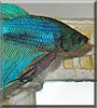 Jaws the Betta Fish