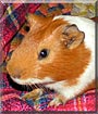 Jack the Guinea Pig
