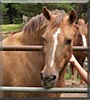 Misty the Thoroughbred Cross Horse