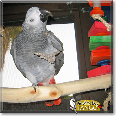 Tango, the Pet of the Day Tango, the Pet of the Day