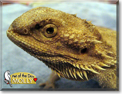 Molly, the Pet of the Day Molly, the Pet of the Day