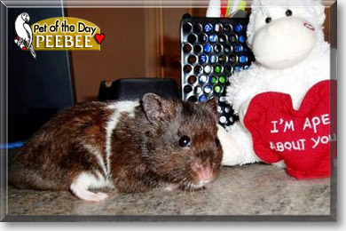 PeeBee, the Pet of the Day PeeBee, the Pet of the Day