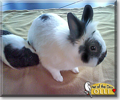 Olli, the Pet of the Day Olli, the Pet of the Day