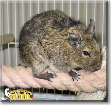Lulu, the Pet of the Day Lulu, the Pet of the Day