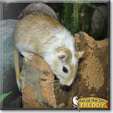 Freddy, the Pet of the Day Freddy, the Pet of the Day