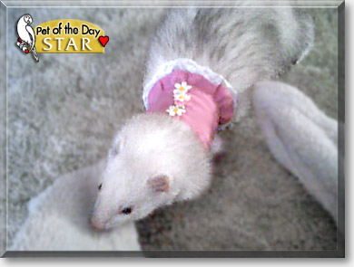 Star, the Pet of the Day Star, the Pet of the Day