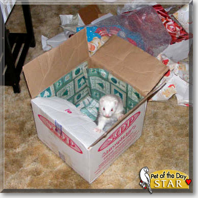 Star, the Pet of the Day