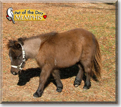 Memphis, the Pet of the Day