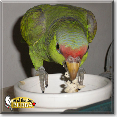 Bubba, the Pet of the Day Bubba, the Pet of the Day