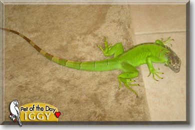 Iggy, the Pet of the Day Iggy, the Pet of the Day