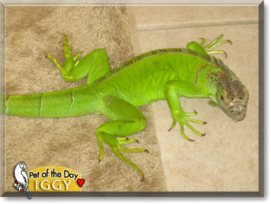 Iggy, the Pet of the Day