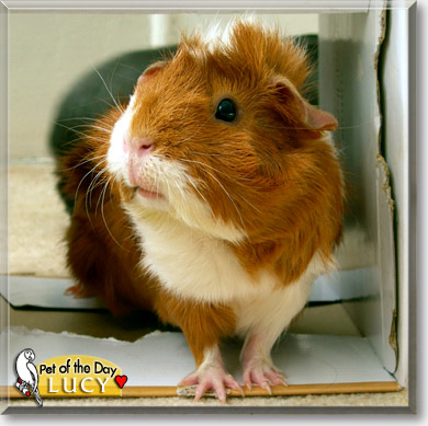 Lucy, the Pet of the Day Lucy, the Pet of the Day