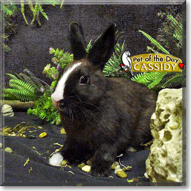 Cassidy, the Pet of the Day