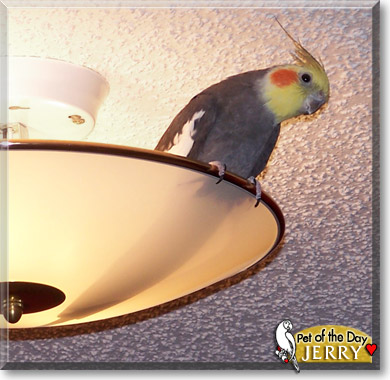 Jerry, the Pet of the Day