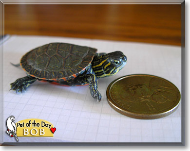 Bob, the Pet of the Day