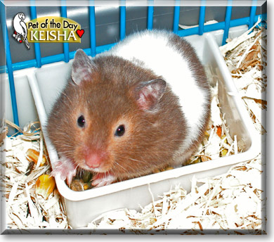 Keisha, the Pet of the Day
