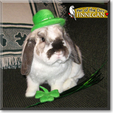 Finnegan, the Pet of the Day