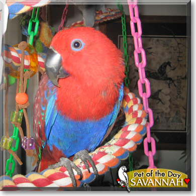Savannah, the Pet of the Day Savannah, the Pet of the Day