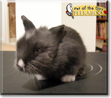 Peekaboo, the Pet of the Day
