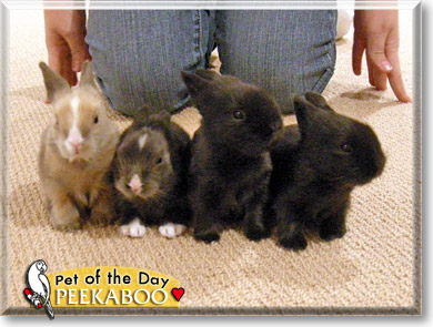 Peekaboo, the Pet of the Day