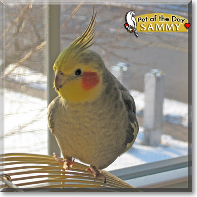 Sammy, the Pet of the Day Sammy, the Pet of the Day