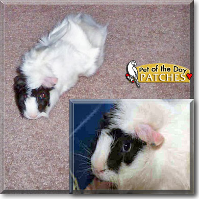 Patches, the Pet of the Day